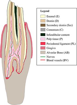 A histological description of alpaca (Vicugna pacos) cheek teeth: Findings and anatomical variations in macroscopically normal molars